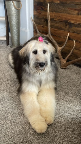 Feeling cute in her surgery recovery suit 🥰 : r/greatpyrenees